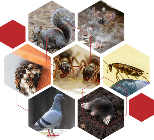 Collage of pests covered by OxPest, wasps, pigeons, squirrel, rat, ants, mole