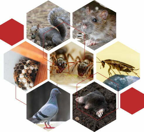 Collage of pests covered by OxPest, wasps, pigeons, squirrel, rat, ants, mole