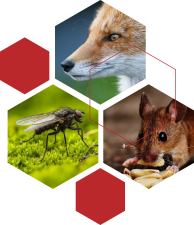 Collage of pests covered by OxPes, fox, fly, mice